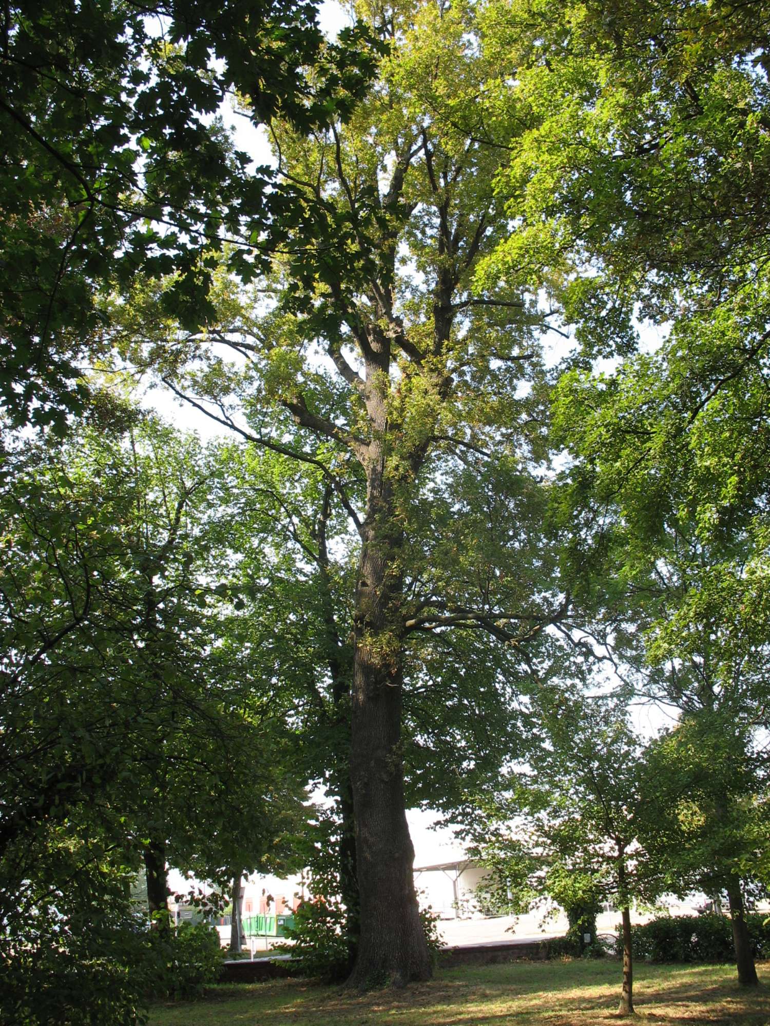 ERVillaOrsi1-ArgelatoBO